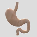Game And Movie Stomach Character 3D Model With Realistic Anatomical Design Details