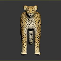 Realistic Cheetah Model With Spotted Coat Standing On Dark Reflective Surface 3d model