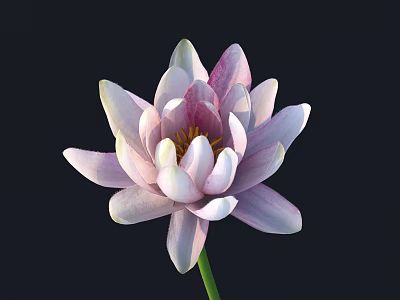 Beautiful Pink And White Lotus Flower With Fresh Petals And Green Stem On Black Background 3d model