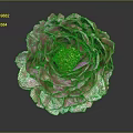 Pink Peony Flower Featuring Layered Pink White Petals And Yellow Stamen Center On Dark Background