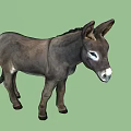 Two Gray Donkeys Standing Together With Upright Ears White Fur Around Eyes On White Background