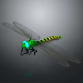 Green Headed Dragonfly With Yellow Green Striped Body And Transparent Wings On Dark Background