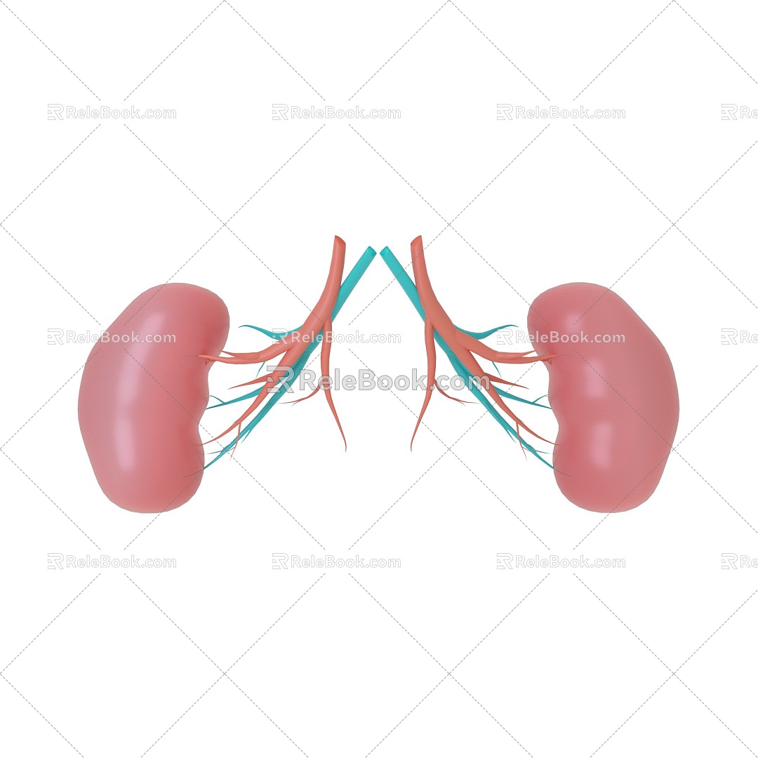 kidney internal organs 3d model