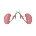 kidney internal organs 3d model