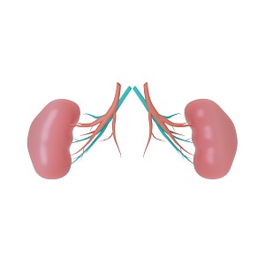 kidney internal organs 3d model