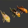 Three Colorful Koi Fish With Vibrant Yellow Orange And Spotted Patterns