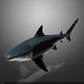 Realistic Blue Shark Marine Animal With Lifelike Smooth Body And Detailed Fins