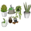 Indoor Bonsai and Potted Plants Featuring Succulents Vines and Decorative Planters