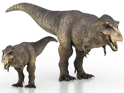 Large And Small Tyrannosaurus Rex Dinosaur Models Standing With Open Mouths 3d model