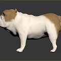3D White and Brown Bulldog Model Standing on Shiny Black Surface with Grey Gradient Background