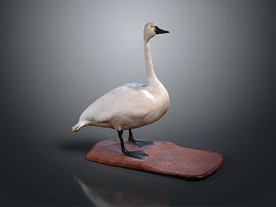 Realistic White Swan Standing on Brown Wooden Base Against Gray Background 3d model