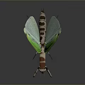 Green Winged Praying Mantis With Brown And White Striped Body And Reflection On Grey Background