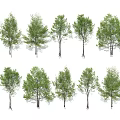 Arbor Trees With Green Foliage Arranged In Rows And Visible Trunks 3d model