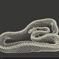 Reptile Anatomy Display White Curved Snake Skeleton on Dark Background