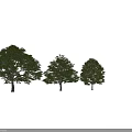 Lush Green Arbor Trees With Dense Foliage And Healthy Growth In Black Background