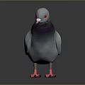 Gray Pigeon With Red Eyes And Pink Feet Standing On Black Background