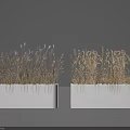 Dried Herb Potted Plants In White Rectangular Pots On Gray Background 3d model