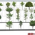 The Modern Tree 3d model