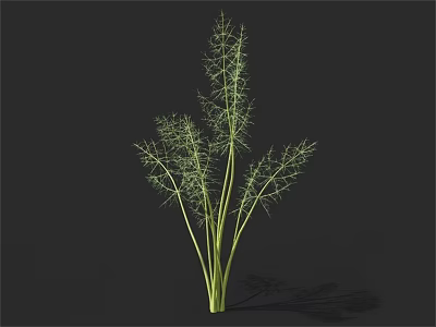 Fresh Green Fennel Vegetable With Feathery Leaves And Long Stems On Dark Background 3d model
