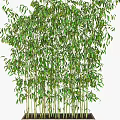 Lush Green Bamboo Plants With Dense Foliage In Concrete Planters For Indoor Outdoor Decor