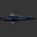 Modern shark great white shark whale shark hammerhead shark 3d model