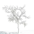 Deciduous Arbor With Snow Covered Branches Against Blue Sky And White Clouds