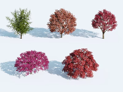 Various Colored Arbor Trees With Canopies Trunks And Shadows On White Background 3d model