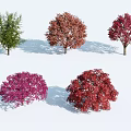 Various Colored Arbor Trees With Canopies Trunks And Shadows On White Background
