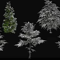 Snow Covered Arbor Varieties With Dense Branches And White Foliage 3d model