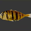 Colorful Fish with Yellow Black Stripes White Belly and Tail on Dark Background with Reflection