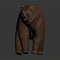 Detailed 3D Brown Bear Model in Standing Position with Brown Fur and Dark Background