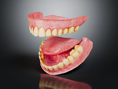 Realistic Human Dental Model Showing Upper Lower Jaw And White Teeth 3d model