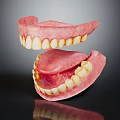 Realistic Human Dental Model Showing Upper Lower Jaw And White Teeth 3d model