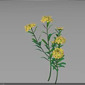 Fresh Yellow Flowers With Green Leaves In Natural Plant Arrangement