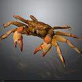 Brown Crab With Orange Pincers And Multiple Legs Displayed On Dark Background Exhibiting Fine Texture