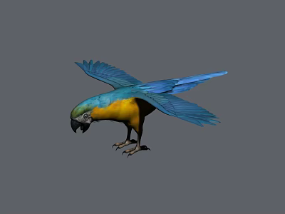 Blue and yellow parrot with spread wings standing on grey background 3d model