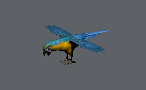 Modern Parrot Macaw 3d model