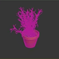 Rosemary Plant in Terracotta Pot with Fresh Green Leaves on Dark Background