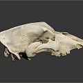 Detailed White Animal Skull Display On Smooth Gray Background With Reflection 3d model