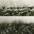 Lush Green Grasses And White Flower Plumes In Modern Tiered White Planters