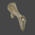 Anatomical Structure Of Light Colored Animal Pelvis Skeleton On Dark Background