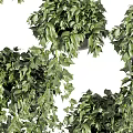 Hanging Vines Potted Plants with Lush Trailing Leaves and Green Foliage