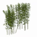 Bamboo Plants With Lush Green Leaves And Tall Slender Stems