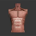 Human Torso Muscle Anatomy Model Showing Detailed Neck Chest Abdomen Muscular Structure