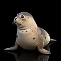 Cute Spotted Seal with Gray and White Fur Sitting on Smooth Black Background