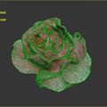 Vibrant Pink Rose Bloom With Soft Petals On Dark Background And Clear Reflection 3d model