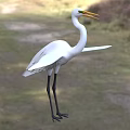 Great Egret Standing With White Plumage Long Legs And Yellow Beak In Grassland Area