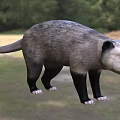 Wild Reptile with Gray Black Body and Long Tail in Natural Grassland Environment