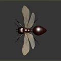 Red Winged Ant 3D Rendering With Transparent Wings And Long Legs On Dark Background 3d model