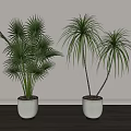 Indoor Potted Fan Palm And Dracaena Plants In White Ceramic Pots With Light Wall Background